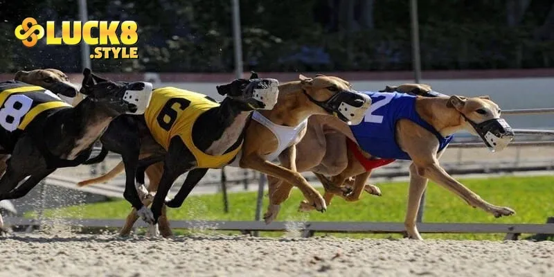 Người chơi cá cược đua chó được hỗ trợ tham gia mọi lúc