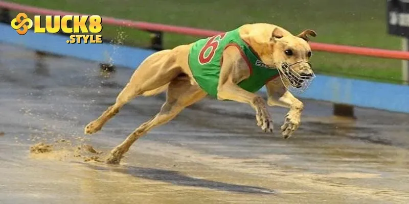 Chiến lược cá cược đua chó tăng tỷ lệ thắng